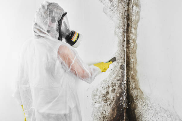 Certified Mold Removal in Fallston, MD