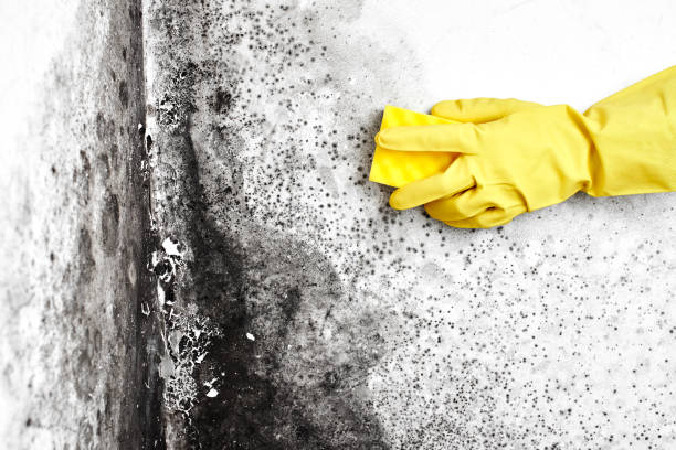 Mold Removal Process in Fallston, MD