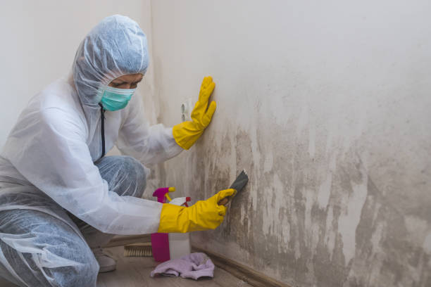Best Black Mold Removal  in Fallston, MD