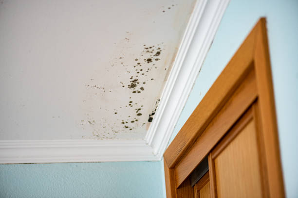 Best Water Damage Restoration  in Fallston, MD