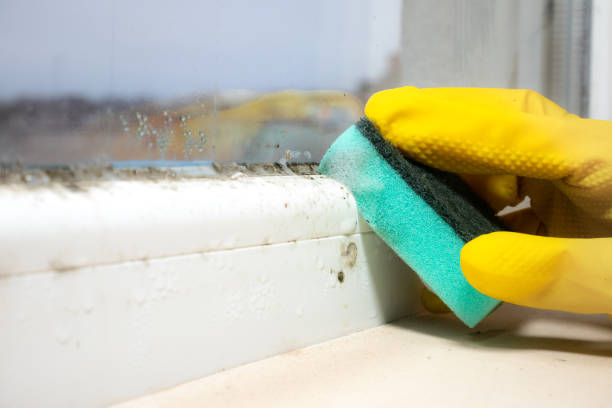 Best Mold Testing  in Fallston, MD