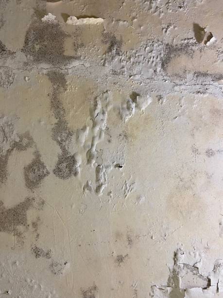 Best Office Mold Removal Services  in Fallston, MD