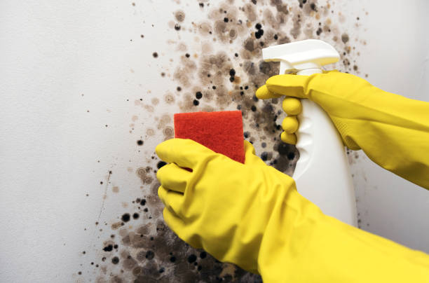Best Same-Day Mold Removal  in Fallston, MD