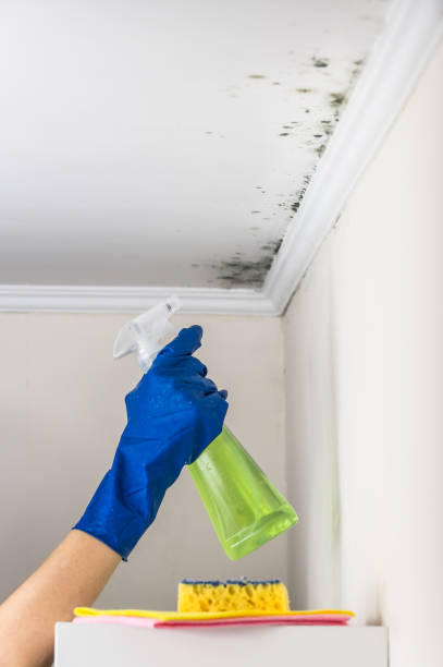 Best Local Mold Removal Service  in Fallston, MD